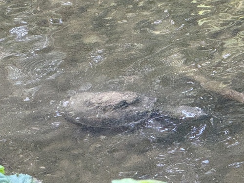 Common Snapping Turtle