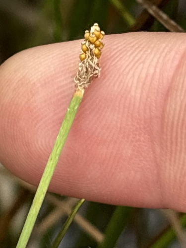Eleocharis elliptica, 2026-09-25