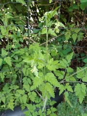 Chaerophyllum temulum