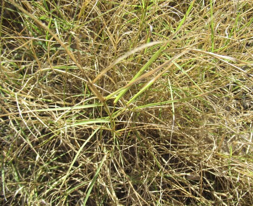Cynodon dactylon, photograph 2