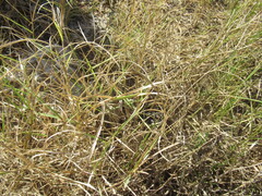 Cynodon dactylon, photograph (c) Linda Jo Conn, some rights reserved (CC BY)