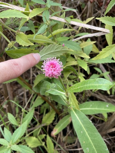 water smartweed