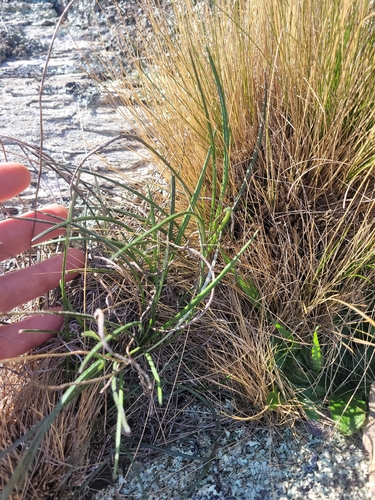 Celmisia gracilenta, photograph 1