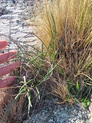 Celmisia gracilenta