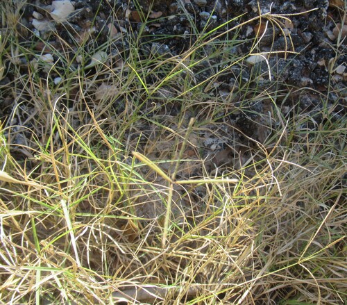 Cynodon dactylon