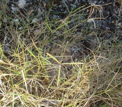 Cynodon dactylon