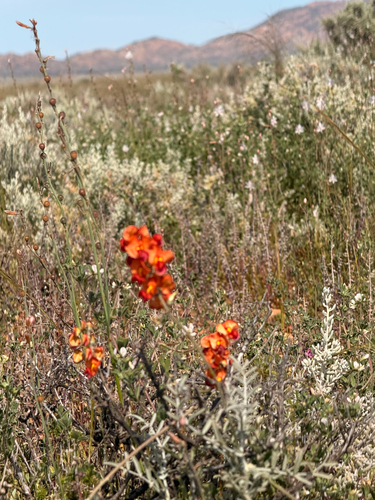 Swainsona stipularis, 2026-09-26