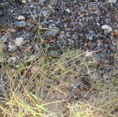 Cynodon dactylon, photograph (c) Linda Jo Conn, some rights reserved (CC BY)