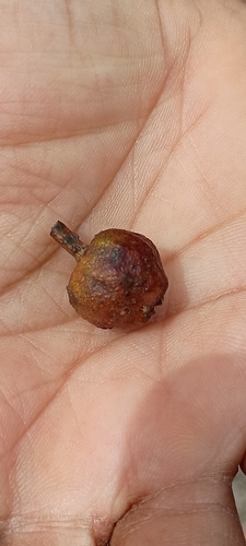 Eucalyptus baileyana observed 2026-09-26