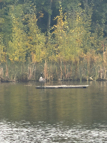 Canada Goose