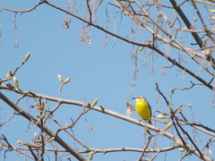 Motacilla flava flava