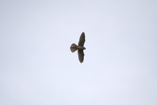 Eurasian Kestrel