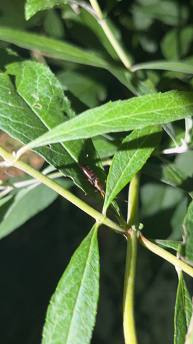 European Earwig