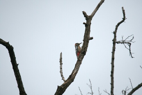 Great Spotted Woodpecker