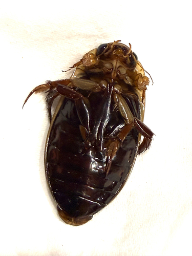 Hybrid Predaceous Diving Beetle