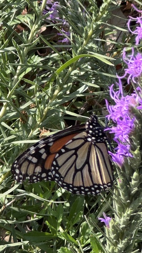 Monarch
