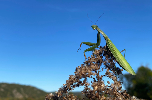 European Mantis