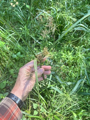 Cyperus esculentus