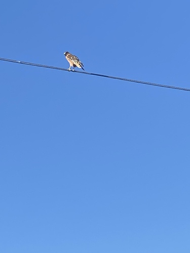 Red-shouldered Hawk
