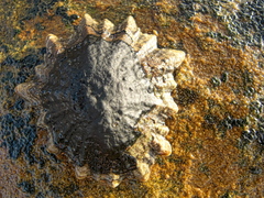 Scutellastra longicosta