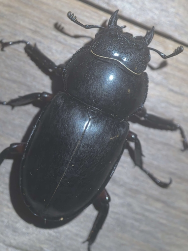 Pseudorhaetus sinicus