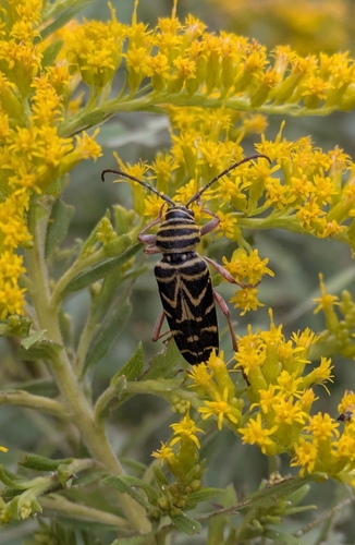 Locust Borer
