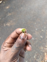 Hydnocarpus pentandrus