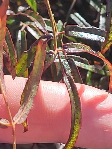 Rubus schmidelioides, photograph 2