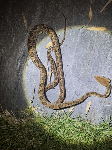 Brown spotted pitviper