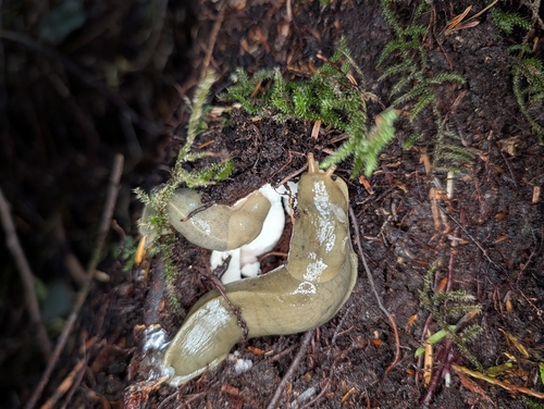Pacific Banana Slug