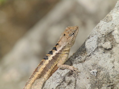 Microlophus occipitalis