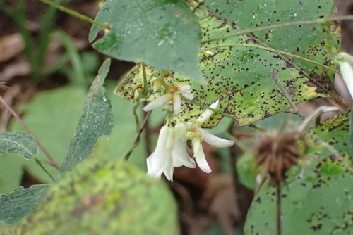 Amphicarpaea bracteata