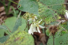 Amphicarpaea bracteata