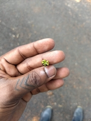 Hydnocarpus pentandrus