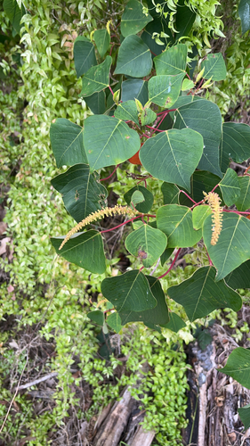 Homalanthus populifolius, photograph 3