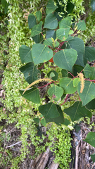 Homalanthus populifolius, photograph (c) Kevin Jäger, some rights reserved (CC BY)