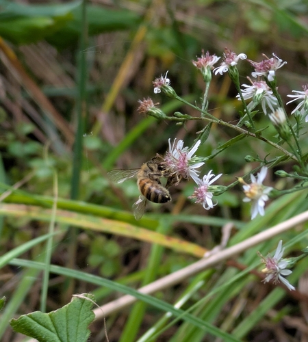 Western Honey Bee