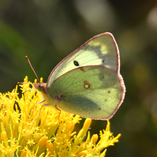 Clouded Sulphur