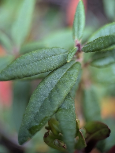 Bog Labrador Tea
