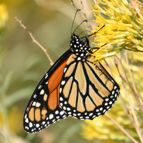 Monarch