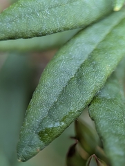 Rhododendron groenlandicum, photograph (c) Moe Meikle, some rights reserved (CC BY)
