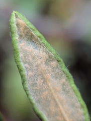 Rhododendron groenlandicum, photograph (c) Moe Meikle, some rights reserved (CC BY)