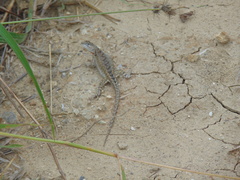 Microlophus occipitalis