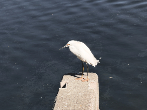 Snowy Egret