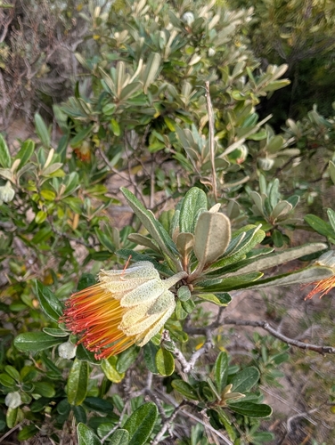 Dampier's rose