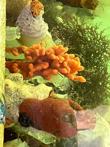 Red Beard Sponge