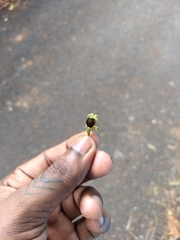 Hydnocarpus pentandrus