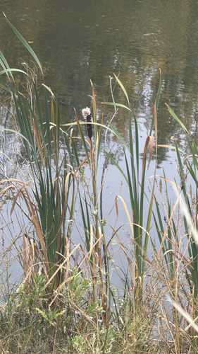 broadleaf cattail