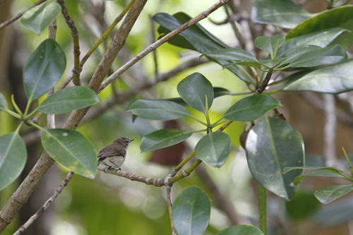 Gerygone magnirostris observed 2026-09-11