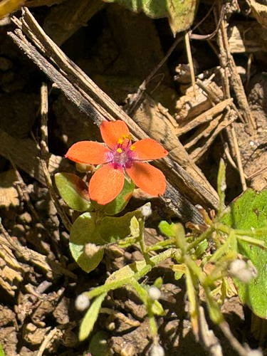 scarlet pimpernel